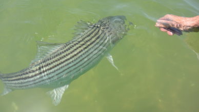stripers forever striped bass
