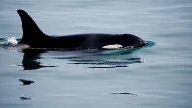 A southern resident killer whale.