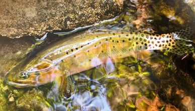 fly fishing for Rio Grande Cutthroat