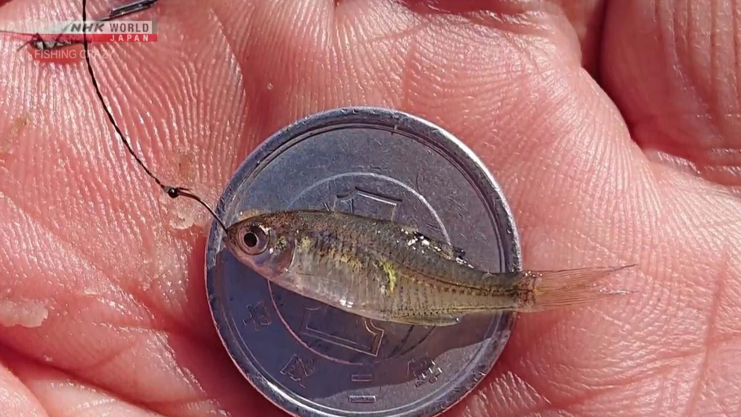 Fishing Crazy: In Pursuit of the Smallest Catch - Moldy Chum