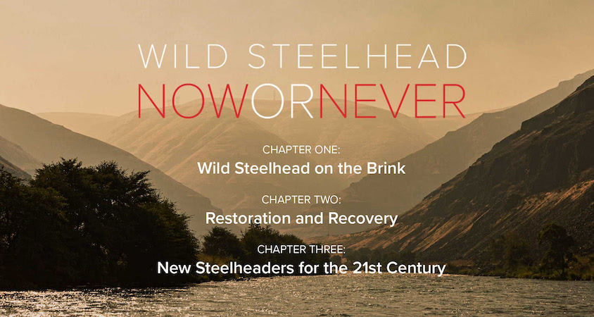 Wild Steelhead Now or Never