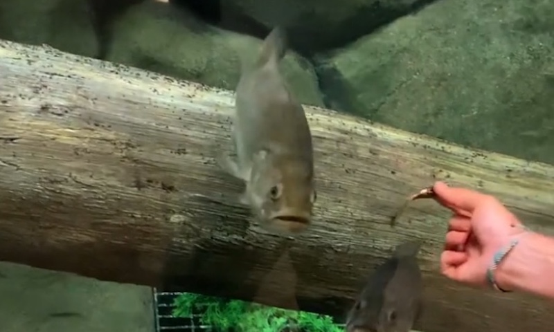 Fisherman Tests Lures In Front Of Bass Pro Fish Tank - Moldy Chum