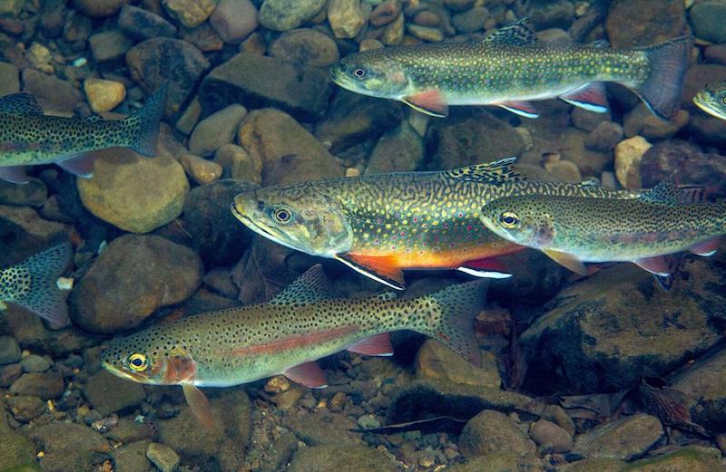 A healthy brook trout population equals a healthy stream - Moldy Chum